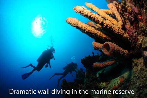 Scuba diving in Dominica's marine reserve