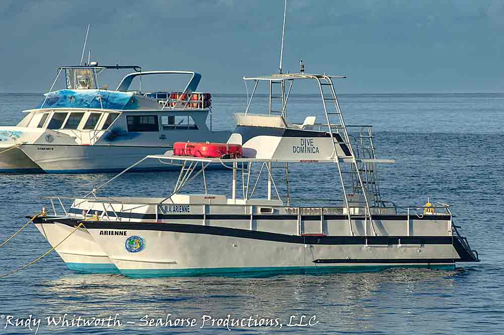 stingray boats contact information arienne stingray dive dominicadive dominica stingray boats contact information arienne stingray dive dominicadive dominica