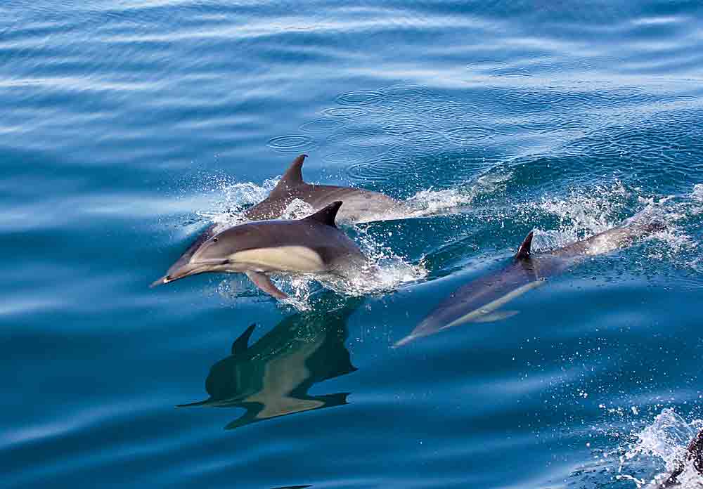 Dolphins in Dominica