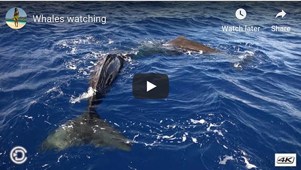 Whale Watching Dive Dominicadive Dominica